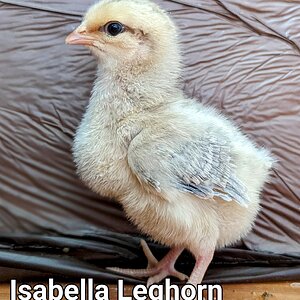 IsabellaLeghorn.PORTRAIT~3.jpg