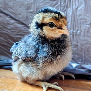 CreamLeghorn.PORTRAIT~2.jpg