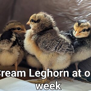 CreamLeghorn.PORTRAIT~2.jpg