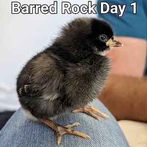 BarredRock.PORTRAIT~2.jpg