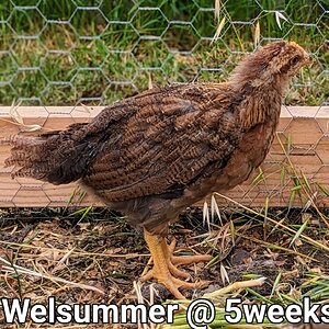 Welsummer5Weeks.PORTRAIT~2.jpg