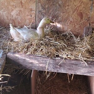 Buffzilla has moved her nest, now rebuilding