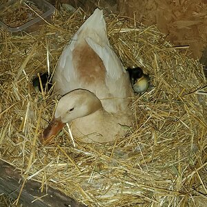 Buffzilla and her two ducklings