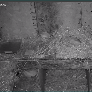 Buffzilla and her ducklings sleeping