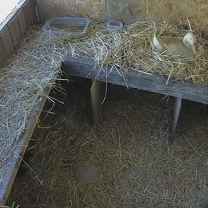 Buffzilla Duck: The Duckling Rescue