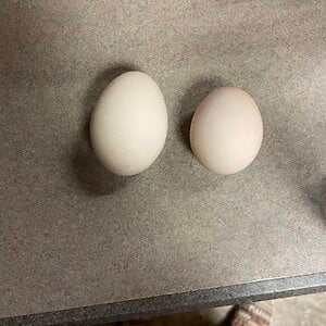 Blackie's Eggs