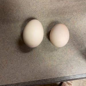 Size difference of eggs