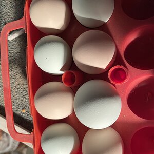Pullet Eggs 2023