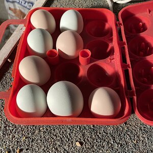 Pullet Eggs