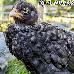 OliveEggerwithCrest.~3.jpg