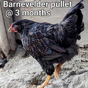 BarnevelderPullet2.jpg