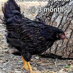 BarnevelderPullet3.jpg