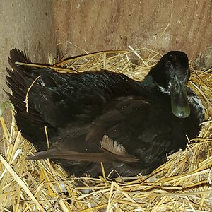A Black Swedish Duck posing as Dragon 🐉