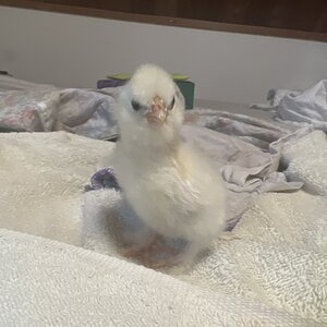 Silkie chick @ 3 days