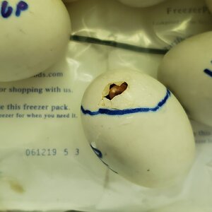 One of Buffzillas abandoned eggs has pipped!