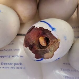 Buffzillas Last duckling hatching in the incubator.
