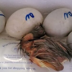 Buffzillas last duckling has finally hatched