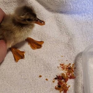 Buffzillas last duckling has fluffed up and is learning how to use these leg-things...