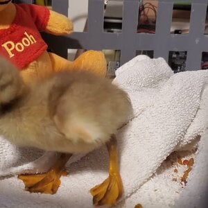 Buffzillas last duckling, second day after hatching, limping and get to know Mr. Pooh bear
