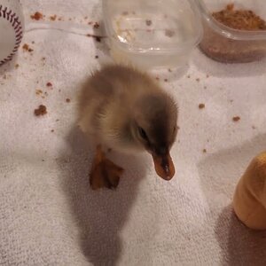Two major achievements for Buffzillas last duckling today - see description