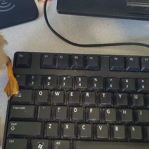 Oh no! The duckling ate the "A" and half of the "S"! 🐤