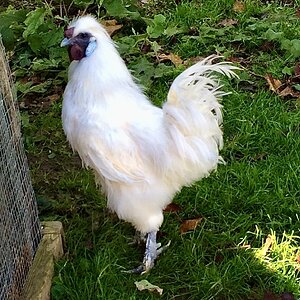 Poultry Shaming 229.jpg