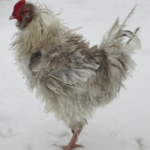 Poultry Shaming 236.png