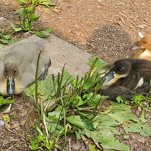Its so hot here, the ducklings are melting!