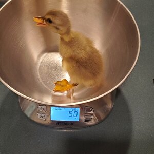 Major Achievement: 50 Grams!
