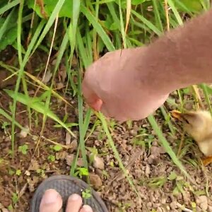 Buffzillas last hatched  duckling is helping me weeding the zucchini plants