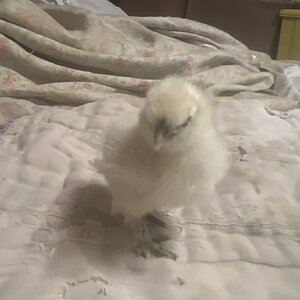 Silkie chick @ 1 week