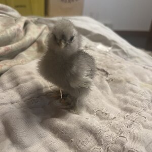 Blue silkie @ 1 week