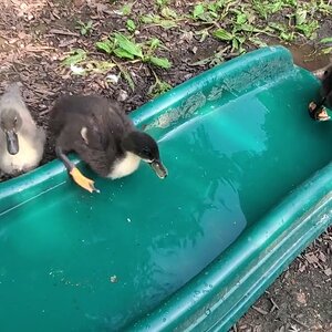 Buffzillas last duckling: First bath