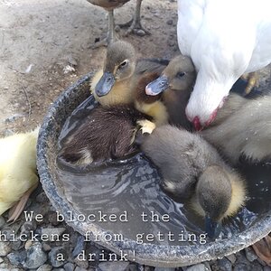 Poultry Shaming 242.jpg