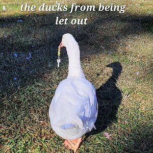 Poultry Shaming 247.jpg