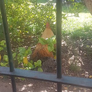 Poultry Shaming 248.jpg