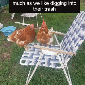 Poultry Shaming 249.jpg
