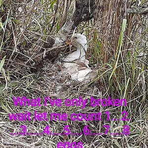 Poultry Shaming 250.jpg