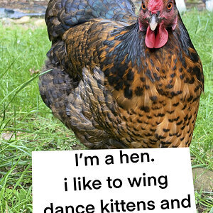 Poultry Shaming 251.jpg