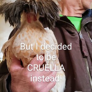 Poultry Shaming 253.jpg