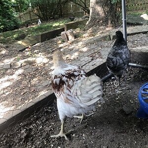 Poultry Shaming 262.jpg