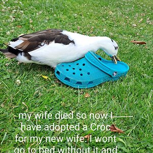 Poulry Shaming 265.jpg