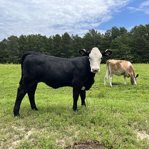 Livestock Show 1.jpg
