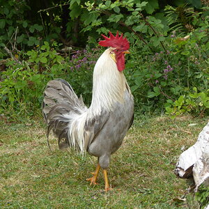 Standard-Bred Chicken Show 2a.jpg