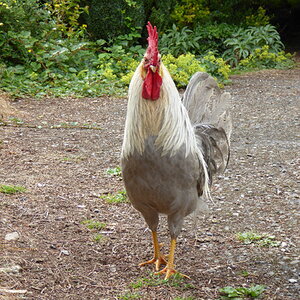 Standard-Bred Chicken Show 2b.jpg