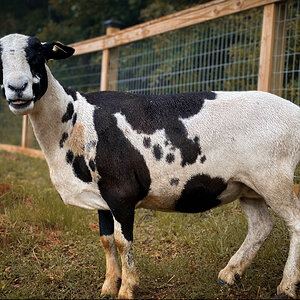 Livestock Show 2.jpg