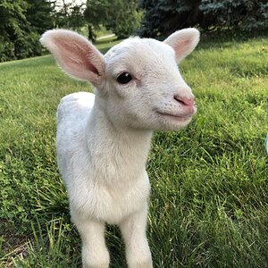 Livestock Show 4.jpg
