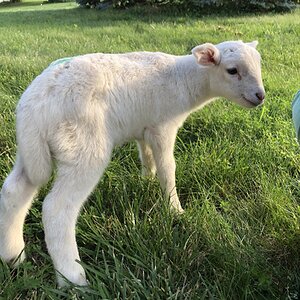 Livestock Show 5.jpg