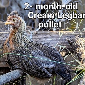 CREAMLEGBAR 3.jpg