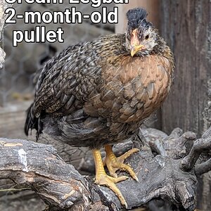 CreamLegbarPullet2.jpg